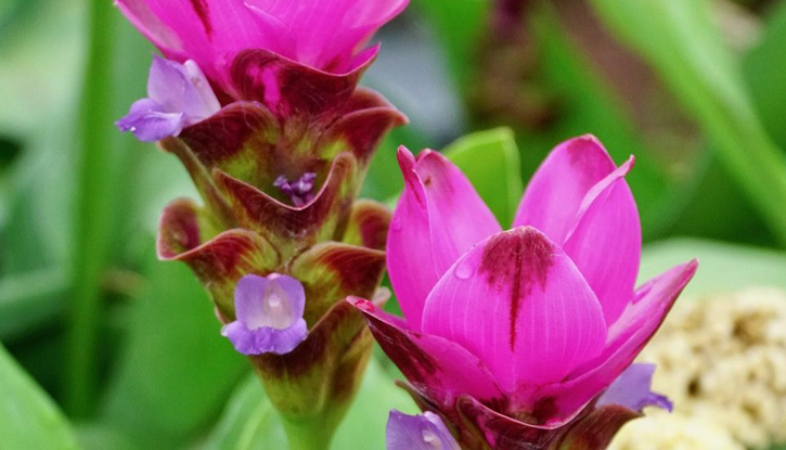 Розова Куркума Curcuma Alismatifolia Pink 7877