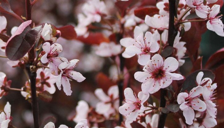 Червенолистна слива - Prunus x cistena
