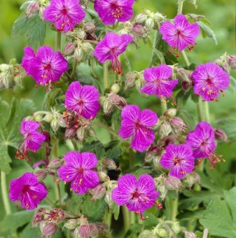 Здравец червен - Geranium sanguineum