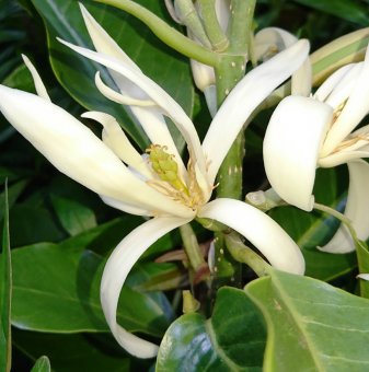 Магнолия Алба - Magnolia Alba