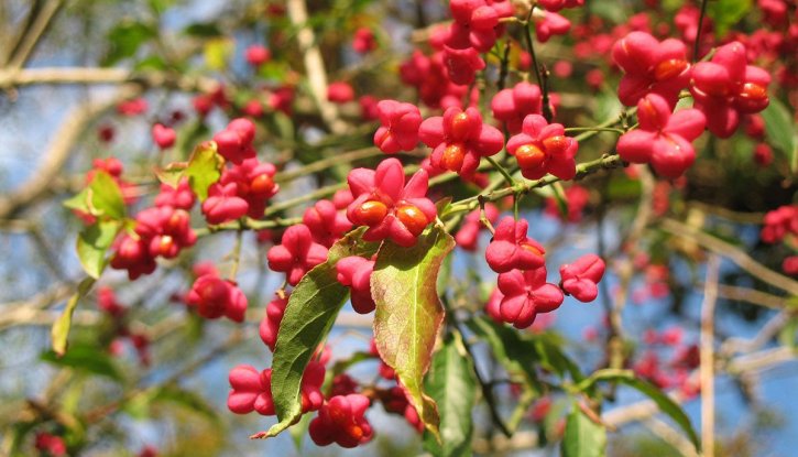 Снимка Евонимус Червена Каскада - Euonymus europaeus Red Cascade