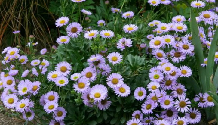 Еригерон - Erigeron