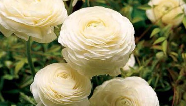 Лютиче Бяло - Ranunculus white