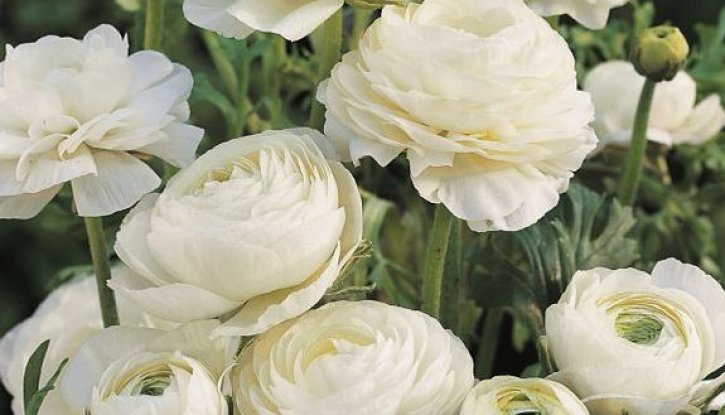 Лютиче Бяло - Ranunculus white