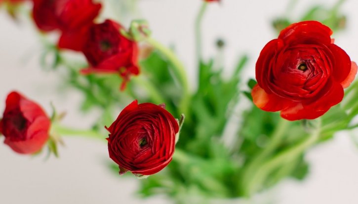 Лютиче Червено - Ranunculus red