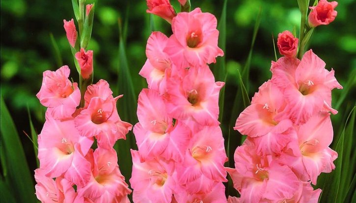 Гладиола Върховно розово - Gladioli Rose Supreme