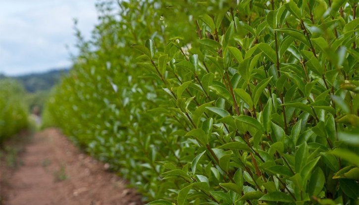 Снимка 10 броя Вечнозелен Лигуструм 40-80см на гол корен  - Ligustrum Ovalifolium