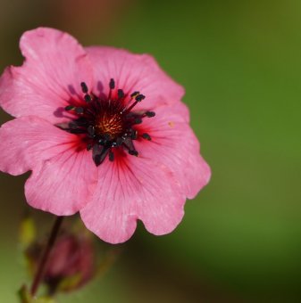 Потентила сорт Мис Уилмот - Potentilla nepalensis miss willmott..