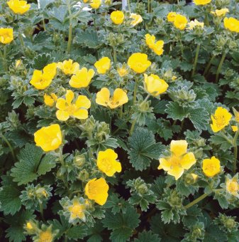 Потентила - Potentilla megalantha