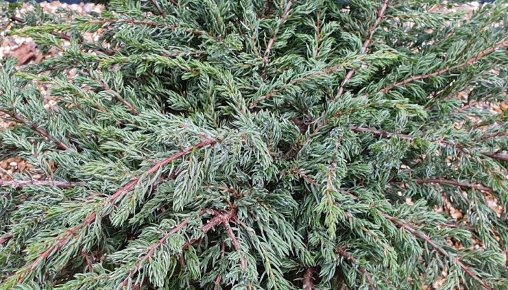 Снимка Юниперус Репанда - Juniperus communis Repanda