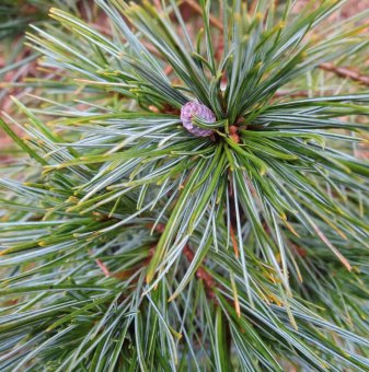 Веймутов Бор - Pinus Strobus