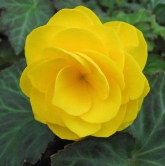 Кралска Бегония Жълта - Begonia DOUBLE YELLOW
