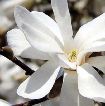 Магнолия loebneri Merrill 15-25 см. - Magnolia loebneri Merrill..