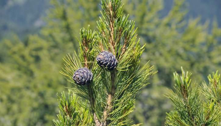 Снимка Европейски бор - Pinus cembra