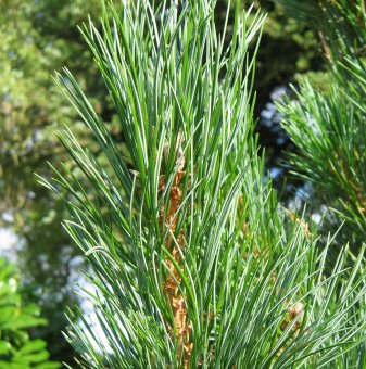 Европейски бор - Pinus cembra...