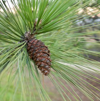 Жълт бор - Pinus ponderosa