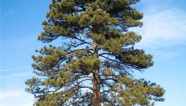 Снимка Жълт бор - Pinus ponderosa