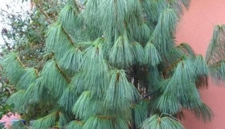 Снимка Хималайски бор - Pinus wallichiana