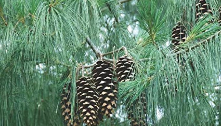 Снимка Хималайски бор - Pinus wallichiana