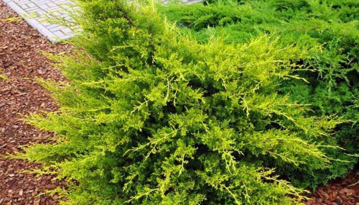 Снимка Юниперус Kuriwao Gold - Juniperus chin. Kuriwao Gold