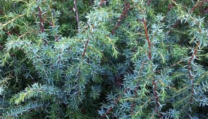 Снимка Юниперус Suecica - Juniperus comm. Suecica