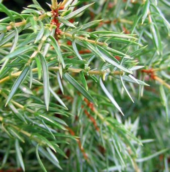 Юниперус Suecica - Juniperus comm. Suecica