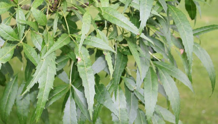 Снимка Полски ясен - Fraxinus angustifolia