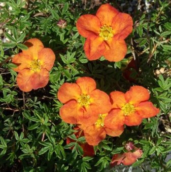 Потентила - Potentilla fruticosa Tangerine