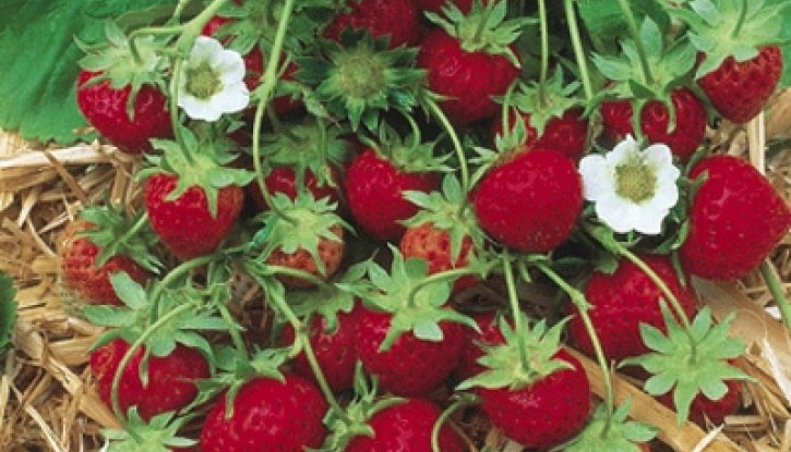 Снимка Ягода Кембридж Фаворит - Strawberry Cambridge Favourite