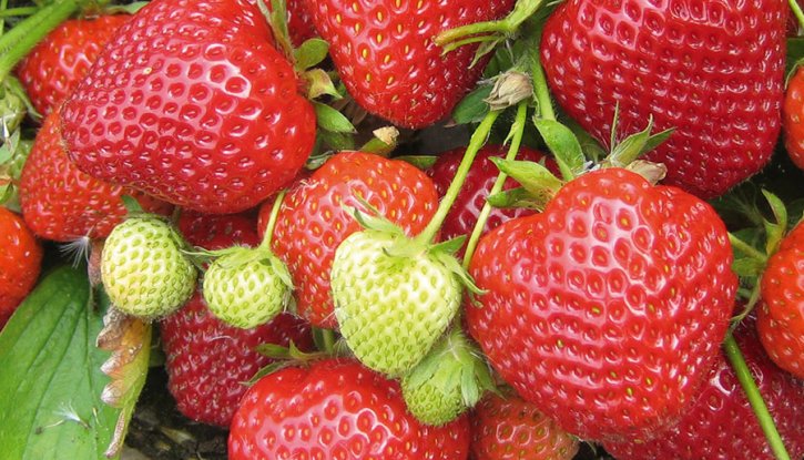 Снимка Ягода Кембридж Фаворит - Strawberry Cambridge Favourite