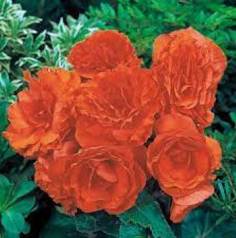 Бегония Оранжева - Begonia Orange 