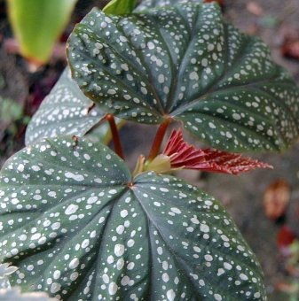 Кралска Бегония на случаен принцип - Begonia corallina ..