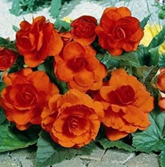 Бегония Двойна оранжева - Begonia DOUBLE ORANGE