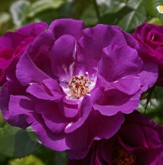 Роза синьо-лилав цвят - на гол корен