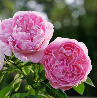 Роза божуреста, постоянноцъфтяща, атрактивно розово - на гол корен..