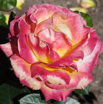 Роза едроцветна шарена - жълто и розово - на гол корен...