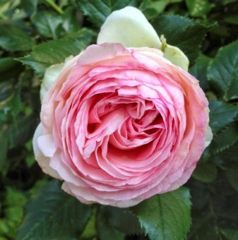 Роза катерлива бяло-розова - на гол корен