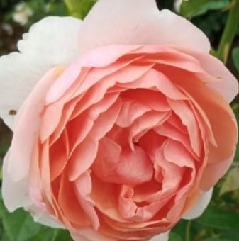 Роза божуреста преливащо розово - на гол корен...