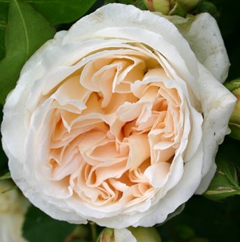 Роза елегантно кремава - на гол корен