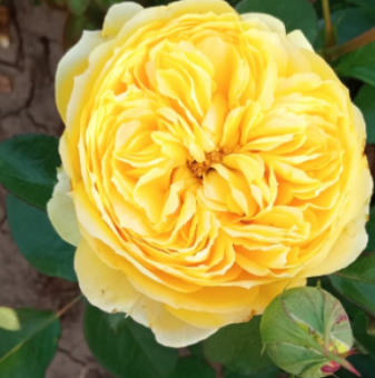 Роза божуреста жълта - на гол корен