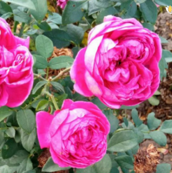 Роза цикламена ароматна - на гол корен