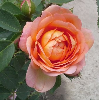 Роза божуреста дългоцъфтяща оранжево-жълта...
