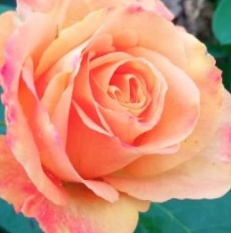 Роза едроцветна жълто с оранжево - на гол корен