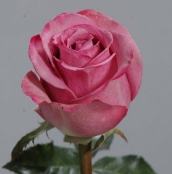 Роза лилава - на гол корен