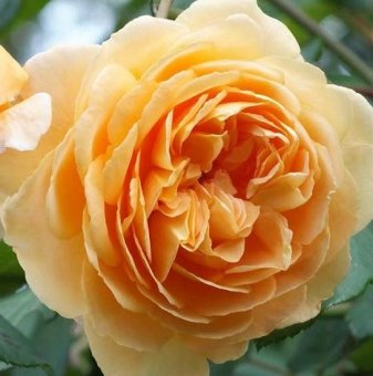 Роза очарователно тъмножълта катерлива - на гол корен..