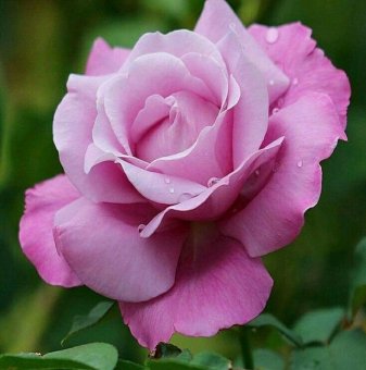 Роза лилава ароматна - на гол корен