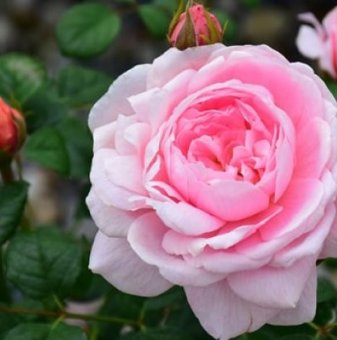 Роза божуреста постоянноцъфтяща, нежно розова - на гол корен..