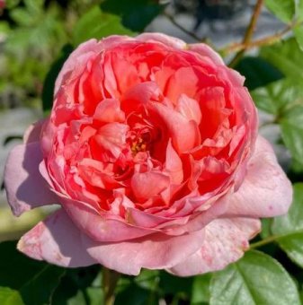 Роза божуреста розово-оранжева - на гол корен...