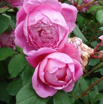 Роза божуреста, постоянноцъфтяща, розово-лилава - на гол корен...