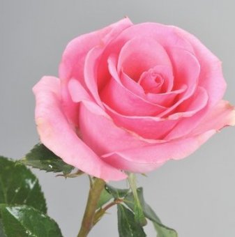 Роза розова ароматна - на гол корен